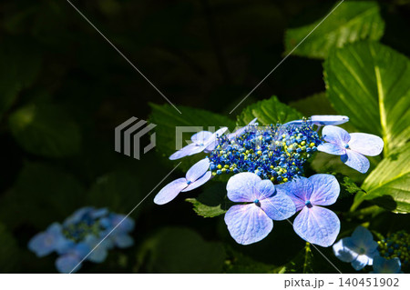 初夏の花（アジサイ）一輪 140451902