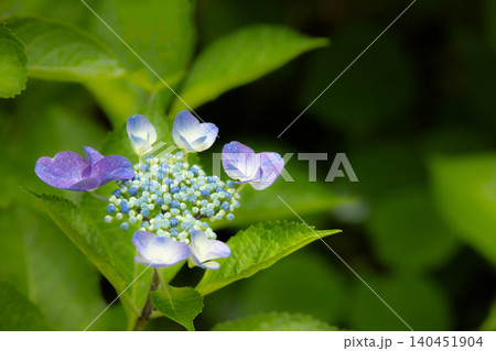 初夏の花(アジサイ)一輪 初夏の花(アジサイ)一輪 140451904