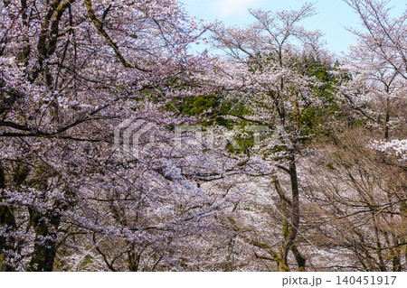 桜咲くどこか懐かしさが漂う公園 140451917