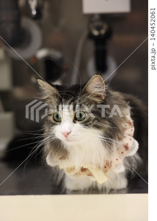 猫 140452061
