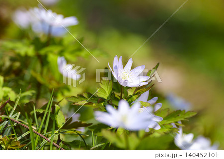 春植物の花が咲く里山 春植物の花が咲く里山 140452101