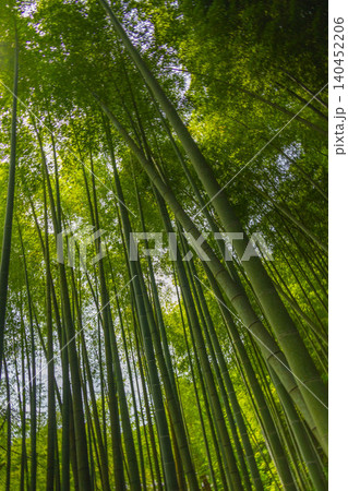 竹林(ローアングル中心に) 竹林(ローアングル中心に) 140452206