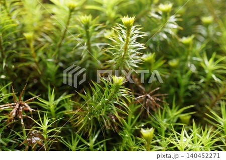 雄花盤をつけた大型のスギゴケ類の群落 雄花盤をつけた大型のスギゴケ類の群落 140452271