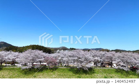 緑の芝生が広がる河川敷と満開の桜並木の美しい風景 緑の芝生が広がる河川敷と満開の桜並木の美しい風景 140452497