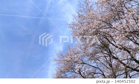 満開の桜の枝先と青空にクロスする飛行機雲│春 満開の桜の枝先と青空にクロスする飛行機雲│春 140452502