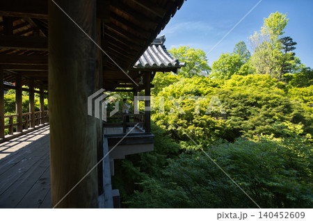 東福寺 通天橋から望む生命力に溢れた青もみじ1 東福寺 通天橋から望む生命力に溢れた青もみじ1 140452609