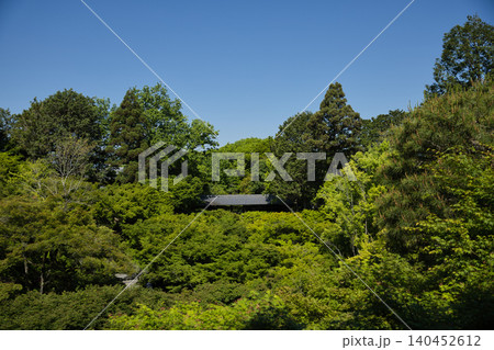 東福寺 通天橋から望む生命力に溢れた青もみじ3 東福寺 通天橋から望む生命力に溢れた青もみじ3 140452612