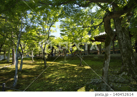 東福寺 洗玉澗から望む青もみじと通天橋2 東福寺 洗玉澗から望む青もみじと通天橋2 140452614