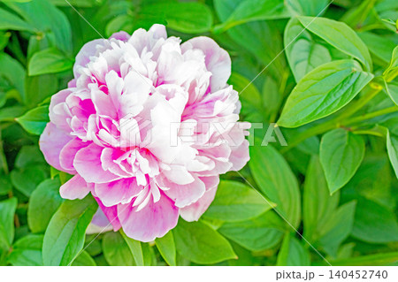 家の周りの草花 四季の色々 植物園の花壇を一重や八重咲きの美しいシャクヤクの花が彩りを添えています 家の周りの草花 四季の色々 植物園の花壇を一重や八重咲きの美しいシャクヤクの花が彩りを添えています 140452740