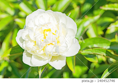 家の周りの草花 四季の色々 植物園の花壇を一重や八重咲きの美しいシャクヤクの花が彩りを添えています 家の周りの草花 四季の色々 植物園の花壇を一重や八重咲きの美しいシャクヤクの花が彩りを添えています 140452746