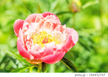 家の周りの草花 四季の色々 植物園の花壇を一重や八重咲きの美しいシャクヤクの花が彩りを添えています 家の周りの草花 四季の色々 植物園の花壇を一重や八重咲きの美しいシャクヤクの花が彩りを添えています 140452747