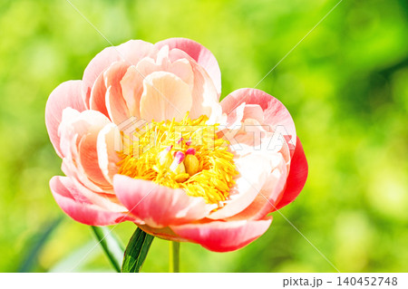 家の周りの草花 四季の色々 植物園の花壇を一重や八重咲きの美しいシャクヤクの花が彩りを添えています 家の周りの草花 四季の色々 植物園の花壇を一重や八重咲きの美しいシャクヤクの花が彩りを添えています 140452748