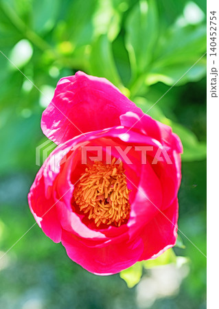 家の周りの草花 四季の色々 植物園の花壇を一重や八重咲きの美しいシャクヤクの花が彩りを添えています 家の周りの草花 四季の色々 植物園の花壇を一重や八重咲きの美しいシャクヤクの花が彩りを添えています 140452754