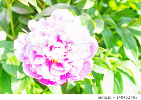 家の周りの草花 四季の色々 植物園の花壇を一重や八重咲きの美しいシャクヤクの花が彩りを添えています 家の周りの草花 四季の色々 植物園の花壇を一重や八重咲きの美しいシャクヤクの花が彩りを添えています 140452765