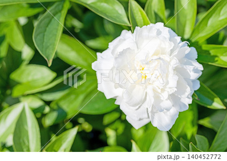 家の周りの草花 四季の色々 植物園の花壇を一重や八重咲きの美しいシャクヤクの花が彩りを添えています 家の周りの草花 四季の色々 植物園の花壇を一重や八重咲きの美しいシャクヤクの花が彩りを添えています 140452772