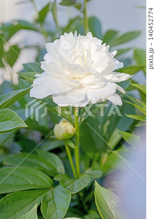 家の周りの草花 四季の色々 植物園の花壇を一重や八重咲きの美しいシャクヤクの花が彩りを添えています 家の周りの草花 四季の色々 植物園の花壇を一重や八重咲きの美しいシャクヤクの花が彩りを添えています 140452774