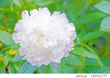 家の周りの草花 四季の色々 植物園の花壇を一重や八重咲きの美しいシャクヤクの花が彩りを添えています 家の周りの草花 四季の色々 植物園の花壇を一重や八重咲きの美しいシャクヤクの花が彩りを添えています 140452777
