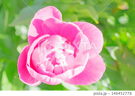 家の周りの草花 四季の色々 植物園の花壇を一重や八重咲きの美しいシャクヤクの花が彩りを添えています 家の周りの草花 四季の色々 植物園の花壇を一重や八重咲きの美しいシャクヤクの花が彩りを添えています 140452778