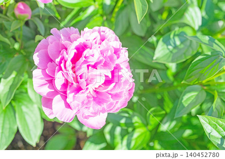 家の周りの草花 四季の色々 植物園の花壇を一重や八重咲きの美しいシャクヤクの花が彩りを添えています 家の周りの草花 四季の色々 植物園の花壇を一重や八重咲きの美しいシャクヤクの花が彩りを添えています 140452780