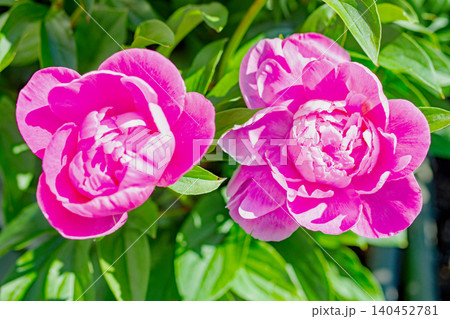 家の周りの草花　四季の色々　植物園の花壇を一重や八重咲きの美しいシャクヤクの花が彩りを添えています 140452781