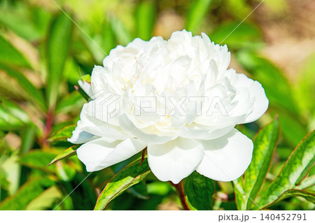 家の周りの草花 四季の色々 植物園の花壇を一重や八重咲きの美しいシャクヤクの花が彩りを添えています 家の周りの草花 四季の色々 植物園の花壇を一重や八重咲きの美しいシャクヤクの花が彩りを添えています 140452791
