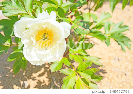 家の周りの草花 四季の色々 植物園の花壇を一重や八重咲きの美しいシャクヤクの花が彩りを添えています 家の周りの草花 四季の色々 植物園の花壇を一重や八重咲きの美しいシャクヤクの花が彩りを添えています 140452792