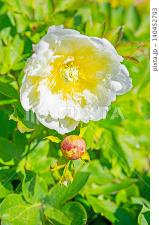 家の周りの草花 四季の色々 植物園の花壇を一重や八重咲きの美しいシャクヤクの花が彩りを添えています 家の周りの草花 四季の色々 植物園の花壇を一重や八重咲きの美しいシャクヤクの花が彩りを添えています 140452793