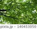 カツラの若葉 140453050