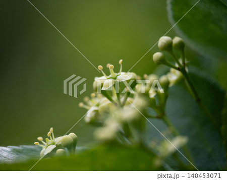 小さなマサキの花 小さなマサキの花 140453071