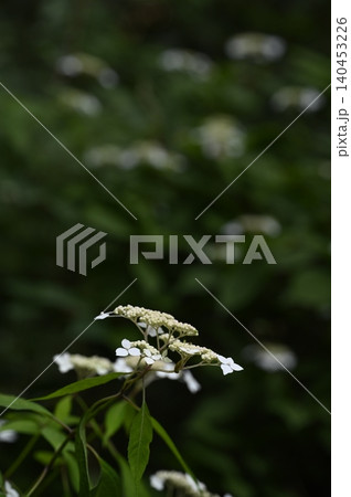 山地の谷間に咲くヤマアジサイの花 山地の谷間に咲くヤマアジサイの花 140453226