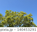 鮮やかな新緑の樹冠と広がる青空の背景素材 140453291