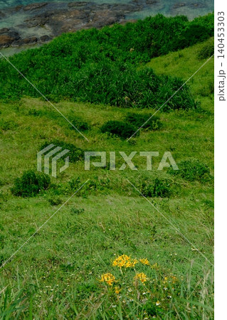 石垣島に咲くショウキズイセン 石垣島に咲くショウキズイセン 140453303