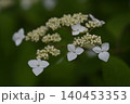ヤマアジサイの花 140453353
