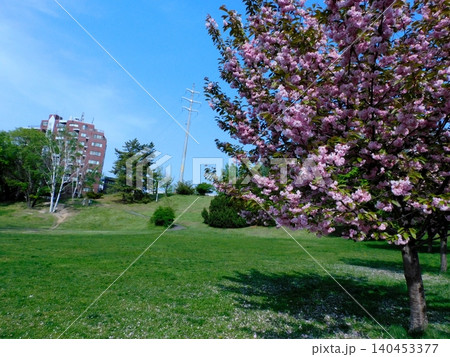 北海道札幌市 平岸高台公園 (23年5月撮影) 北海道札幌市 平岸高台公園 (23年5月撮影) 140453377