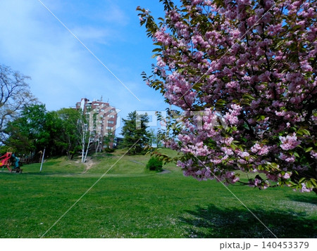 北海道札幌市 平岸高台公園 (23年5月撮影) 北海道札幌市 平岸高台公園 (23年5月撮影) 140453379