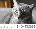 見つめる猫 140453395