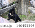 歩くヒグマ 140453396