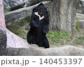 餌をねだるクマ 140453397