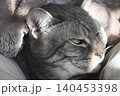 見つめる猫 140453398