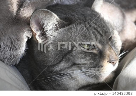 見つめる猫 見つめる猫 140453398
