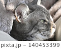 見つめる猫 140453399
