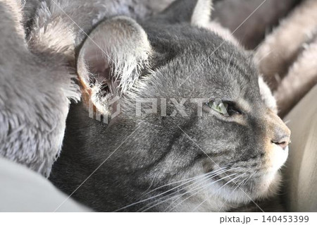 見つめる猫 見つめる猫 140453399