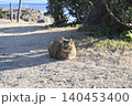 あくびする猫 140453400