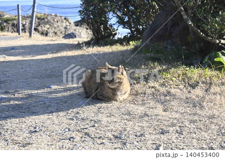 あくびする猫 140453400