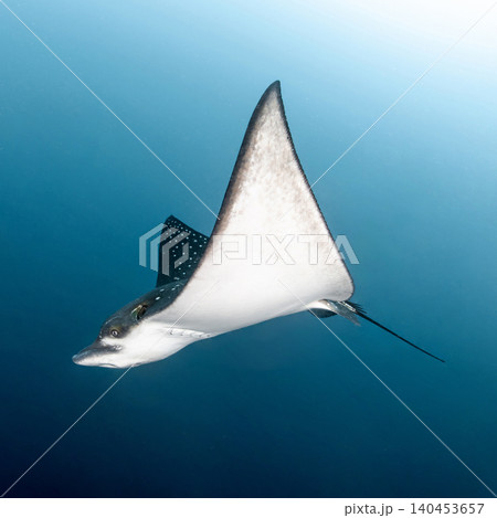 Spotted eagle ray or Aetobatus narinari swimming in the deep blue water of Maldives sea Spotted eagle ray or Aetobatus narinari swimming in the deep blue water of Maldives sea 140453657