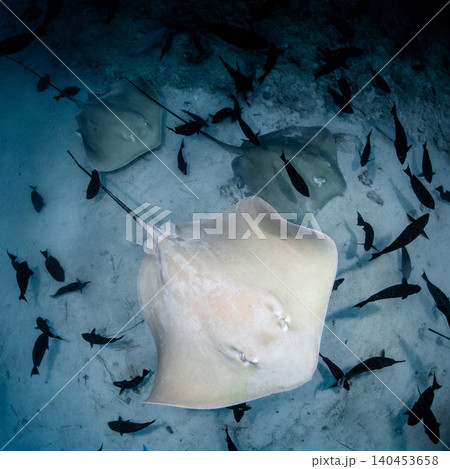 Stingrays swimming underwater over sandy seafloor in Maldives sea Stingrays swimming underwater over sandy seafloor in Maldives sea 140453658