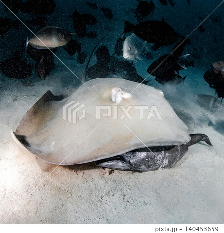 Stingrays feeding at fish tank in Maldives Stingrays feeding at fish tank in Maldives 140453659