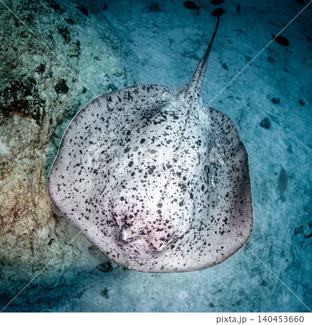 Round ribbontail ray or Marble ray swimming underwater in Maldives sea Round ribbontail ray or Marble ray swimming underwater in Maldives sea 140453660