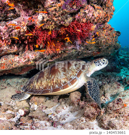 Green sea turtle living under the colorful coral reef in Maldives sea Green sea turtle living under the colorful coral reef in Maldives sea 140453661