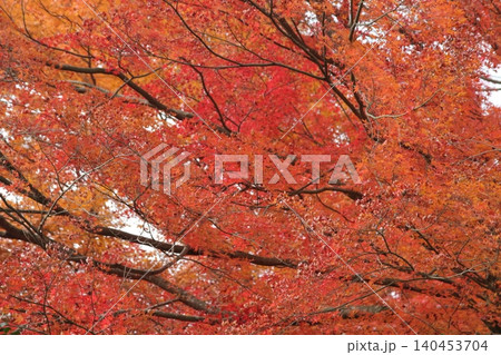 真っ赤な紅葉 真っ赤な紅葉 140453704